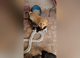 SLEEPY-ein fröhlicher, aufgeschlossener, sehr menschenbezogener Welpe sucht sein Für-Immer-Zuhause