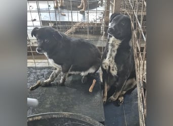 BECKY-sucht sehnsüchtig ihr kuscheliges Hundekörbchen bei einer lieben Für-immer-Familie