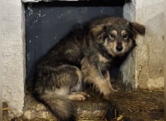 MICKY-liebesbedürftiger, ausgesprochen hübscher Bub wartet sehnsüchtig auf seine Familie