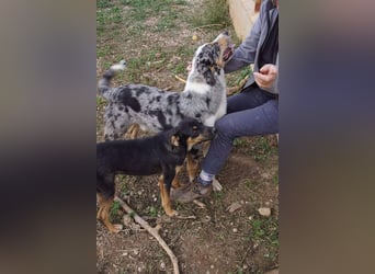 EDITH-Treue Hundeseele sucht Glück auf Lebenszeit bei einer liebevollen Für-immer-Familie