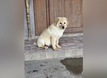 SLEEPY-ein fröhlicher, aufgeschlossener, sehr menschenbezogener Welpe sucht sein Für-Immer-Zuhause