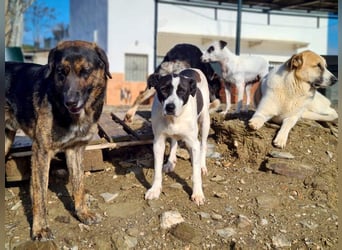AMELIE-ruhige, sanfte Maus sucht ihr liebevolles Für-immer-Zuhause