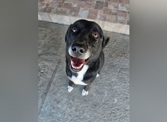 JAX -einer der „liebsten und freundlichsten Hunde, die wir je im Tierheim hatten“