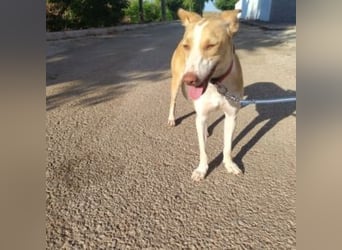 DAMA-zarte, noch etwas schüchterne, Podenco-Mädchen