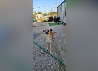 ARBI-Sanftes, freundliches, offenes, ruhiges, sozialisiertes Mädchen sucht Für-immer-Zuhause