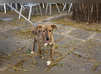 liebes Hundemädchen RAYITA