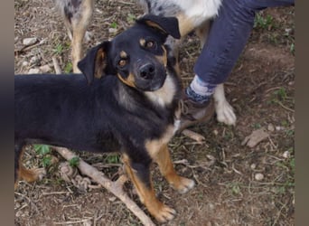 EDITH-Treue Hundeseele sucht Glück auf Lebenszeit bei einer liebevollen Für-immer-Familie