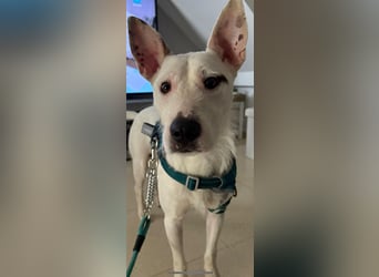 Bezaubernder DRACO-Ein Herz auf vier Pfoten sucht sein Für-immer-Zuhause!