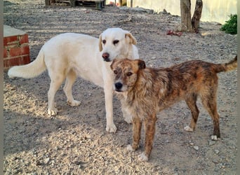 NELSON-kleiner Träumer, sanft,ruhig Seele, wartet sehnsüchtig auf sein liebevolles Für-immer-Zuhause