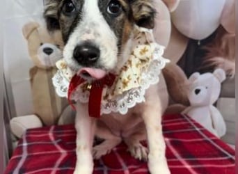 ISA-hübsches kleines Mädchen mit ihrem schneeweißen Fell und der braun-schwarzen Maske im Gesicht