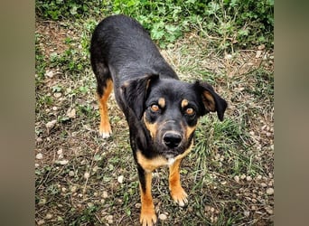 EDITH-Treue Hundeseele sucht Glück auf Lebenszeit bei einer liebevollen Für-immer-Familie
