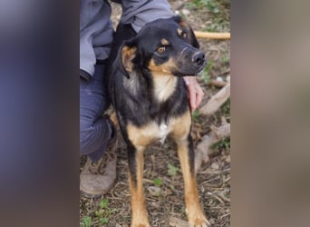 EDITH-Treue Hundeseele sucht Glück auf Lebenszeit bei einer liebevollen Für-immer-Familie