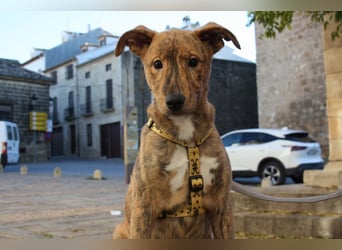 liebes Hundemädchen RAYITA