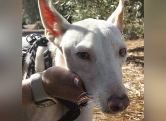 OLAF-noch etwas schüchtern aber anhänglich und lieb und mag es sehr, gestreichelt zu werden
