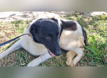 HENRY-kleiner, schüchterner Bub wartet sehnsüchtig auf ein liebevolles Zuhause