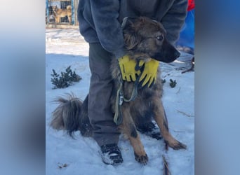 Hübscher LAURENT-superfreundlich, liebenswert-sein grösster Wunsch:eine liebevolle Für-immer-Familie
