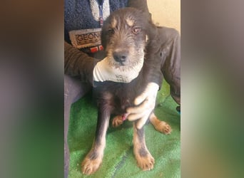 THOR-sanftes, ruhiges, freundliches Wesen wartet sehnsüchtig auf sein liebevolles Für-immer-Zuhause