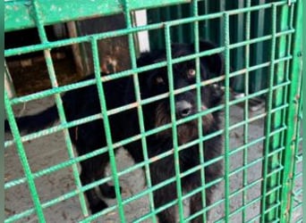 NERO-hübscher, liebevoll-freundlicher Mischlingsrüde