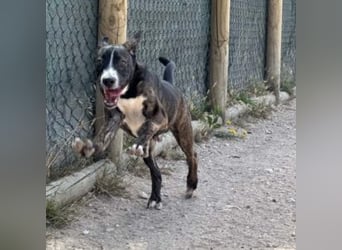 KAYO-kleiner Sonnenschein sucht sein Glück