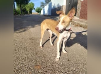 DAMA-zarte, noch etwas schüchterne, Podenco-Mädchen