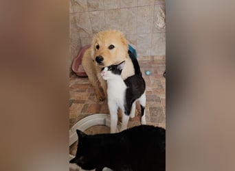 SLEEPY-ein fröhlicher, aufgeschlossener, sehr menschenbezogener Welpe sucht sein Für-Immer-Zuhause