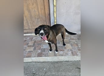 MABEL-strahlende Überleberin mit großem Herzen sucht liebevolles Für-immer-Zuhause
