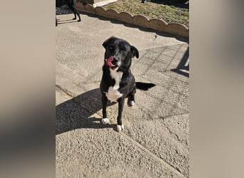 JAX -einer der „liebsten und freundlichsten Hunde, die wir je im Tierheim hatten“