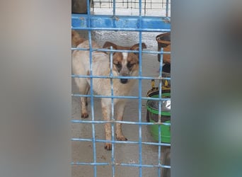 PAULINA-offen, freundlich, anhänglich sucht ihre liebevolle Für-immer-Familie