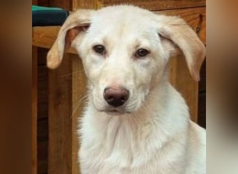 ASLAND-Ein junger Hund, der endlich ankommen möchte