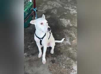 Bezaubernder DRACO-Ein Herz auf vier Pfoten sucht sein Für-immer-Zuhause!