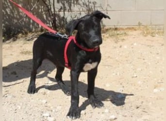 NANO-echter Sonnenschein auf vier Pfoten