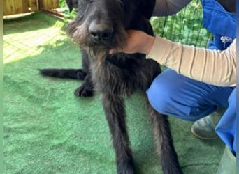 NERO-hübscher, liebevoll-freundlicher Mischlingsrüde