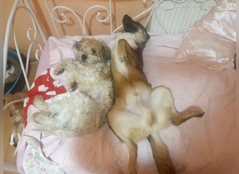 ROCKY-ein verlässlicher, intelligenter, liebevoller Begleiter sucht seine Für-immer-Menschen