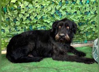 NERO-hübscher, liebevoll-freundlicher Mischlingsrüde