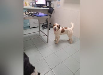 LARI-lebensfrohe Gefährtin auf der Suche ihrem schönen Für-immer-Zuhause