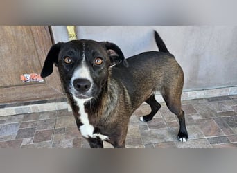 MABEL-strahlende Überleberin mit großem Herzen sucht liebevolles Für-immer-Zuhause