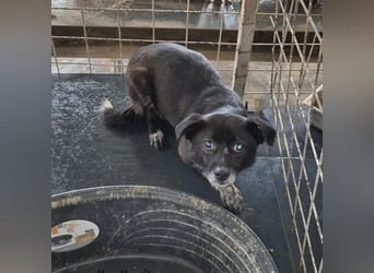 BECKY-sucht sehnsüchtig ihr kuscheliges Hundekörbchen bei einer lieben Für-immer-Familie