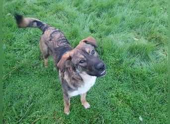 ROCKY-ein verlässlicher, intelligenter, liebevoller Begleiter sucht seine Für-immer-Menschen