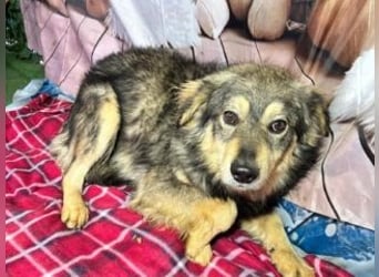 MICKY-liebesbedürftiger, ausgesprochen hübscher Bub wartet sehnsüchtig auf seine Familie