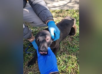 ZANE-ganz besonderer Bub sucht dringend liebevolles Zuhause