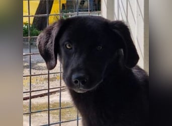 DIVA-wer kann der kleinen Maus mit glänzendem schwarzen Fell und hoffnungsvollen Blick wiederstehen?