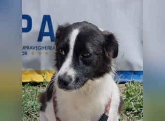 NOVA-sanfte Schönheit mit Border-Collie-Charme sucht ihr Glück