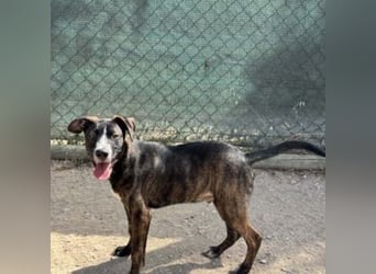 KAYO-kleiner Sonnenschein sucht sein Glück