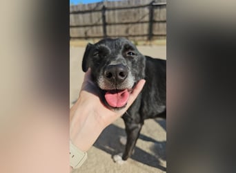 JAX -einer der „liebsten und freundlichsten Hunde, die wir je im Tierheim hatten“
