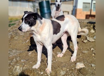 AMELIE-ruhige, sanfte Maus sucht ihr liebevolles Für-immer-Zuhause