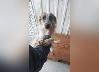 PAULINA-offen, freundlich, anhänglich sucht ihre liebevolle Für-immer-Familie