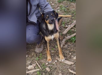 EDITH-Treue Hundeseele sucht Glück auf Lebenszeit bei einer liebevollen Für-immer-Familie