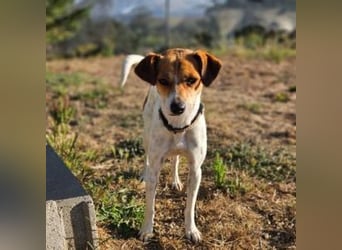 MAYA-wünscht sich Spaziergänge durch Wald und Wiesen, gemeinsame Ausflüge und ein liebvolles Zuhause