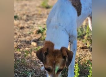 MAYA-wünscht sich Spaziergänge durch Wald und Wiesen, gemeinsame Ausflüge und ein liebvolles Zuhause