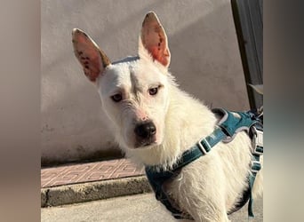Bezaubernder DRACO-Ein Herz auf vier Pfoten sucht sein Für-immer-Zuhause!